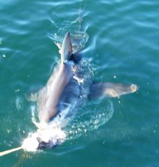 Carcharodon carcharias