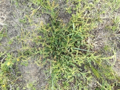 Phyllanthus heterophyllus