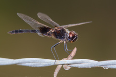 Macrodiplax balteata