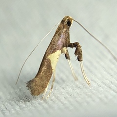 Caloptilia stigmatella