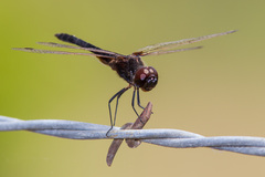 Macrodiplax balteata