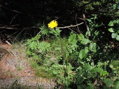 Crepis pontana