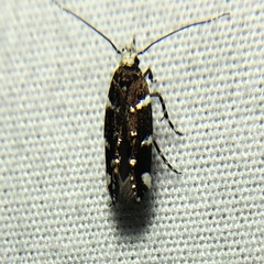 Aroga compositella