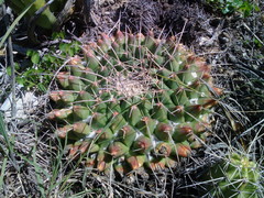 Mammillaria winterae