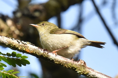 Green Jery (Neomixis viridis), photo 7