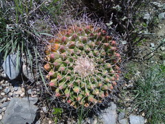Mammillaria winterae