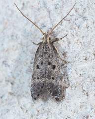 Neodactylota