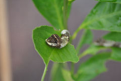 Heraclides cresphontes