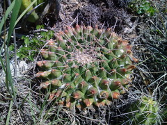 Mammillaria winterae