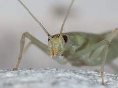 Oecanthus exclamationis