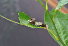 Heraclides cresphontes