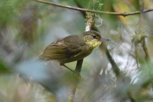 Long-billed Bernieria (Bernieria madagascariensis), photo 2