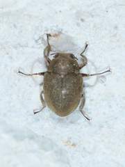 Lutrochus luteus
