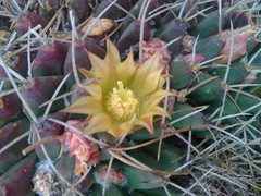 Mammillaria winterae