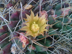 Mammillaria winterae