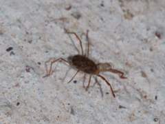 Erythraeoidea