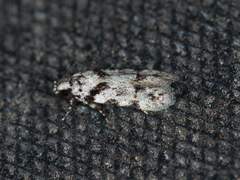 Pseudotelphusa palliderosacella