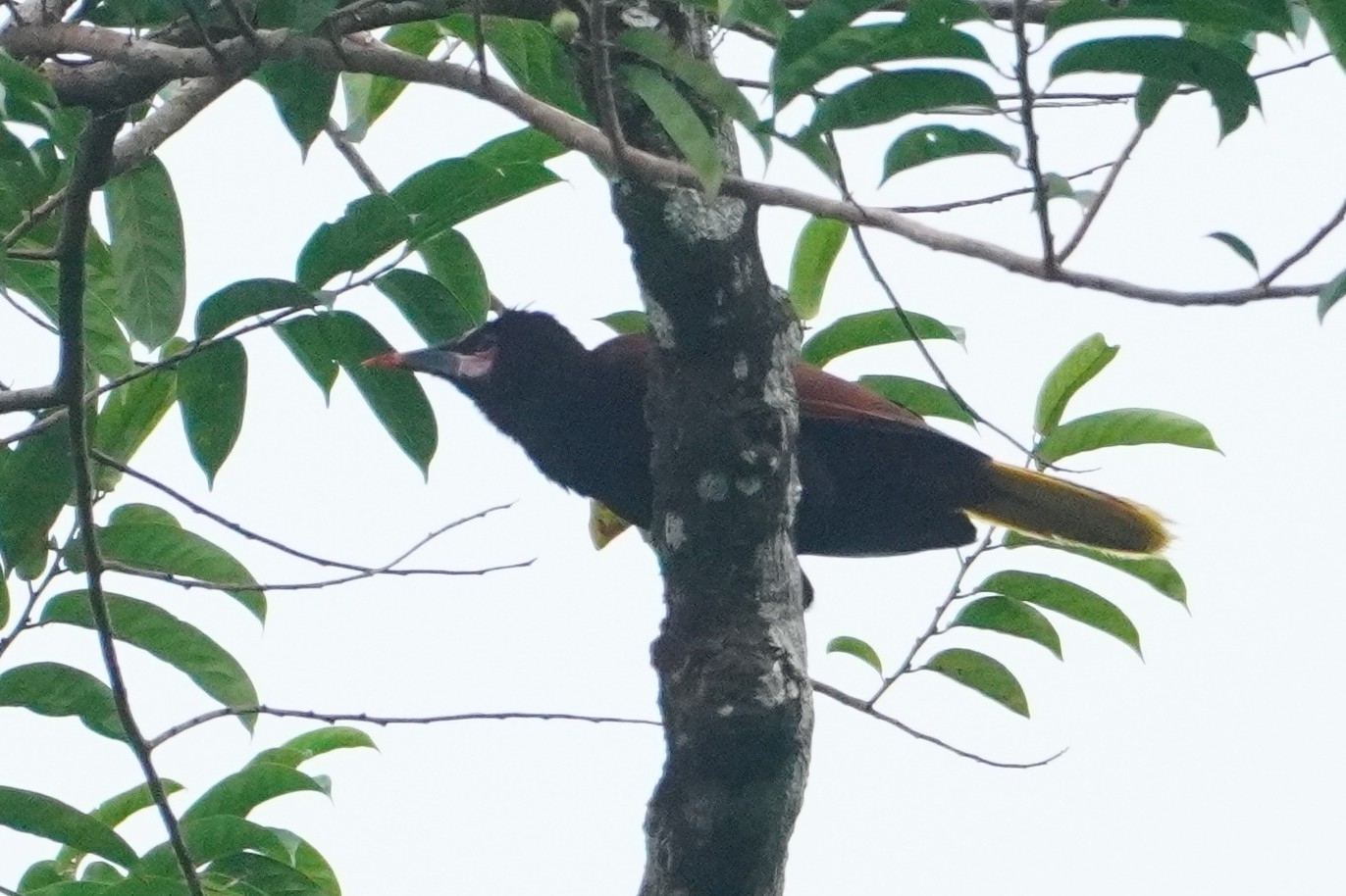 Baudo Oropendola illustration