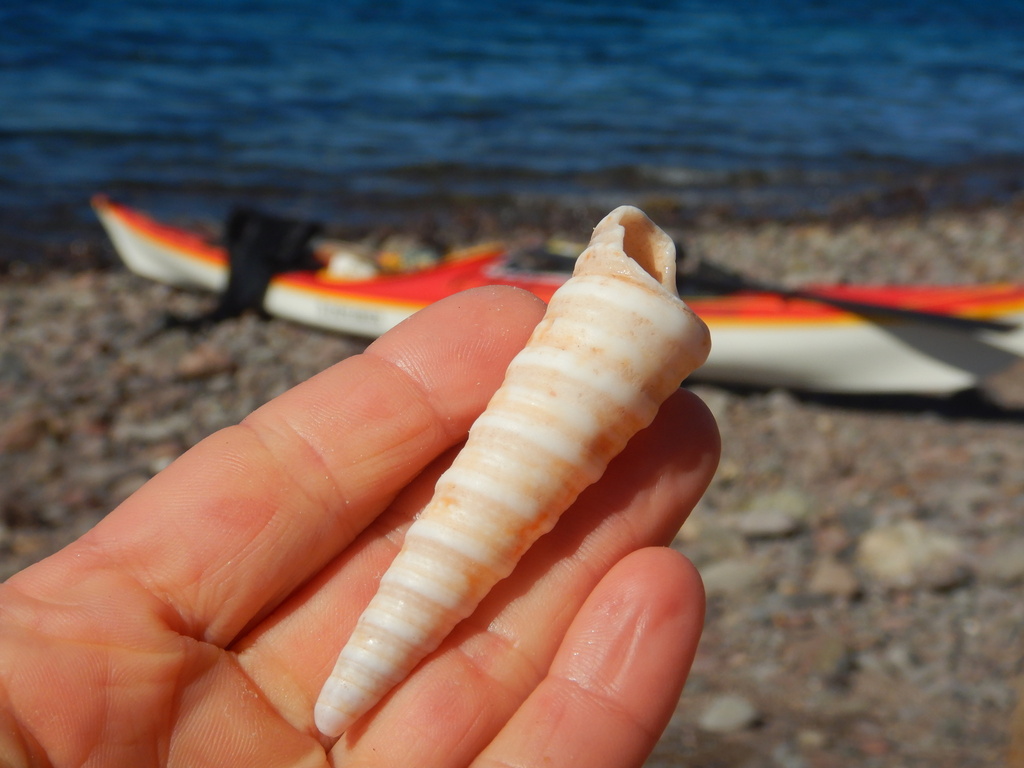 Turritella radula