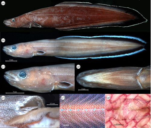 Protanguilla palau