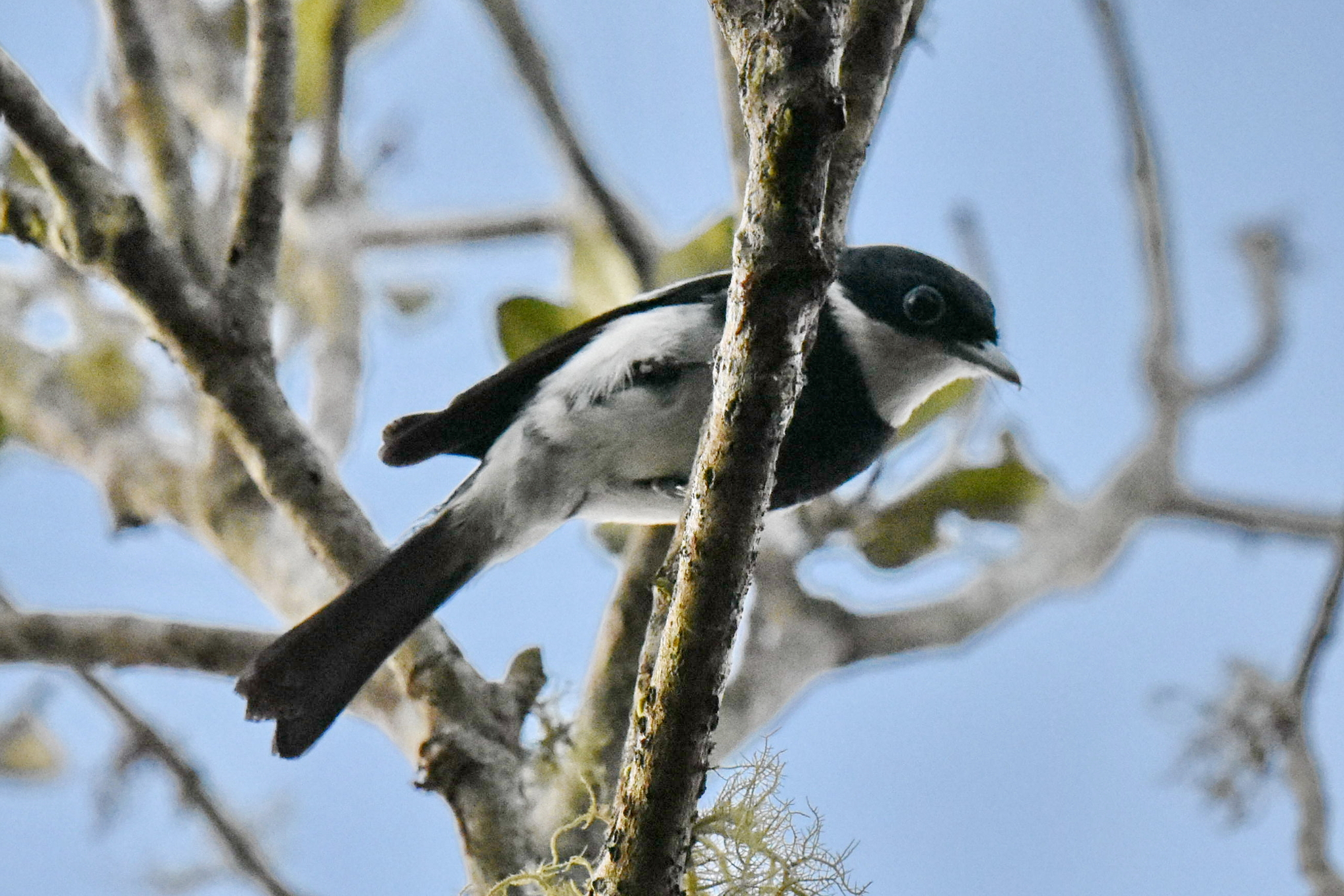 Ward's Vanga (Pseudobias wardi), photo 2
