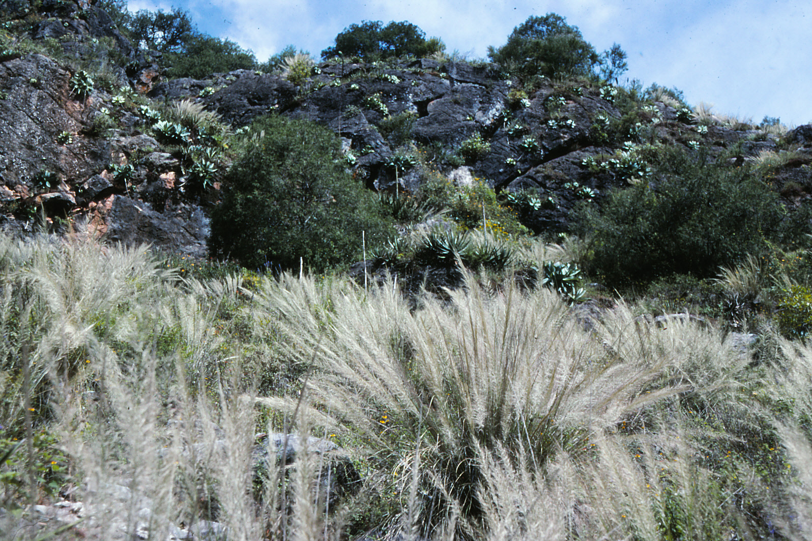 Muhlenbergia articulata