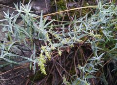 Artemisia dracunculus glauca