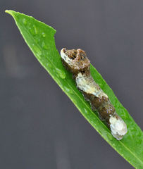 Heraclides cresphontes