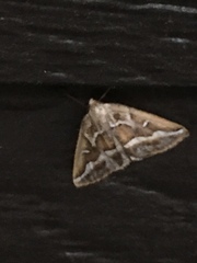 Caripeta angustiorata