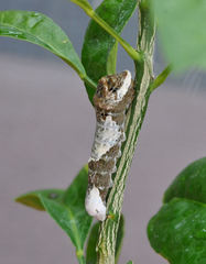 Heraclides cresphontes