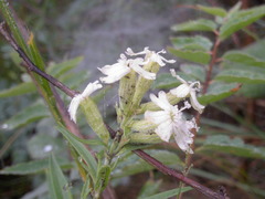 Silene repens