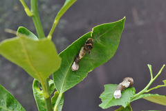 Heraclides cresphontes