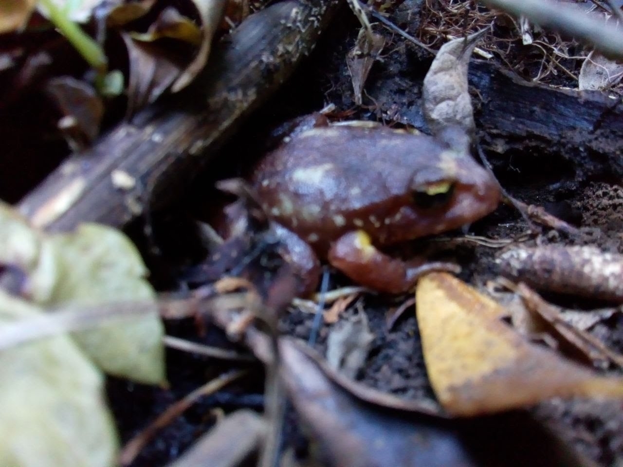 Eupsophus insularis (Philippi, 1902)