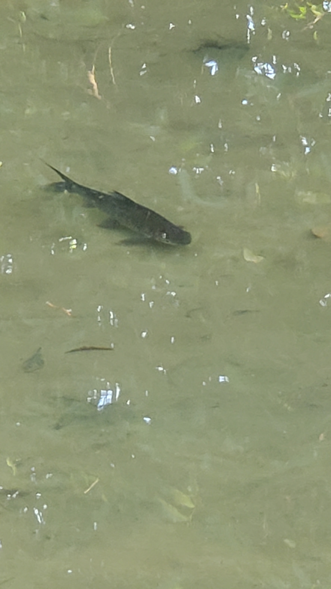 鯁(鯪魚) Cirrhinus molitorella