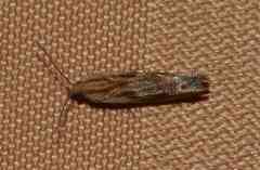 Dichrorampha acuminatana