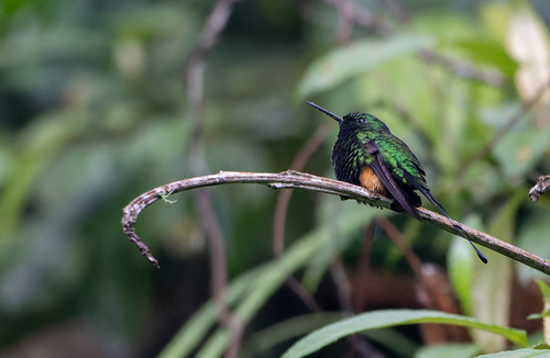 Rufous-booted Racket-tail (Ocreatus addae), photo 4