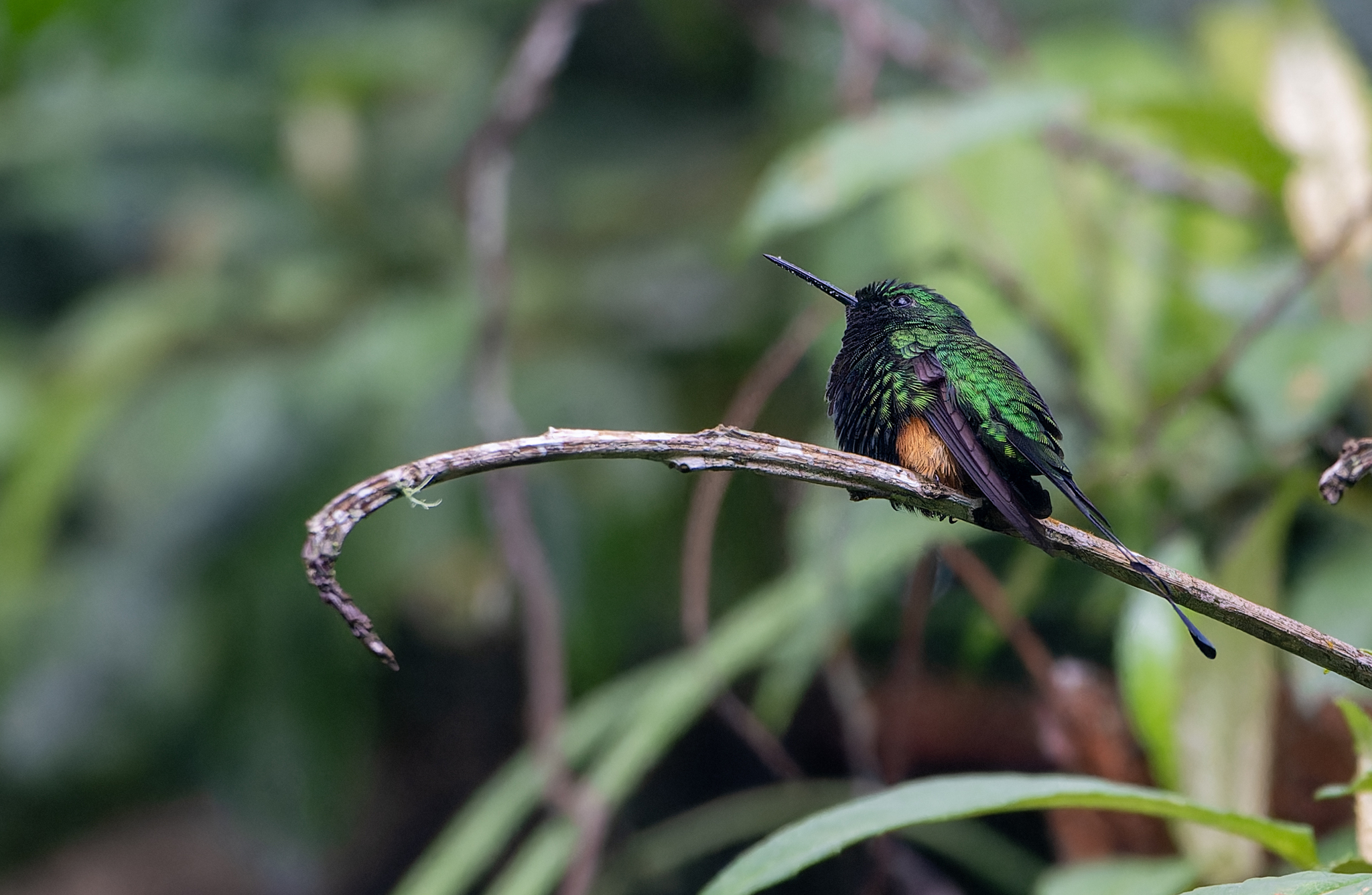 Rufous-booted Racket-tail (Ocreatus addae), photo 4