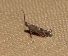 Leucospilapteryx venustella