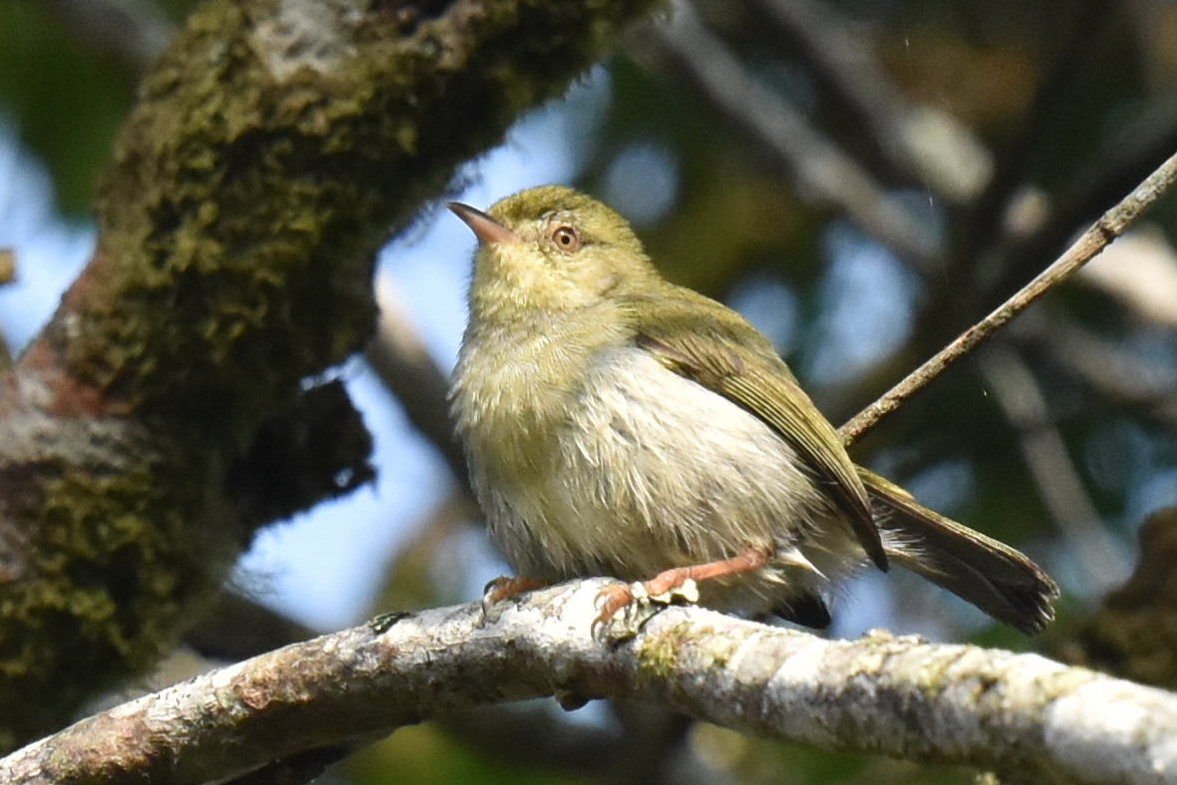 Green Jery (Neomixis viridis), photo 3