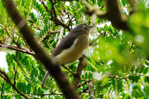 Common Newtonia (Newtonia brunneicauda), photo 10
