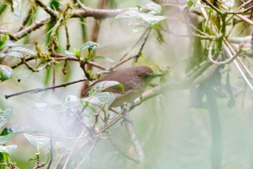 Dark Newtonia (Newtonia amphichroa), photo 10