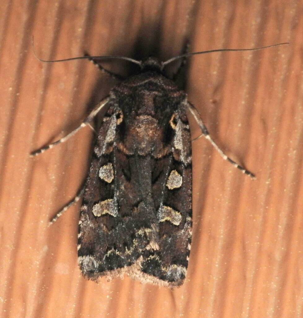 Gray-edged Dart