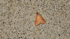 Udea profundalis
