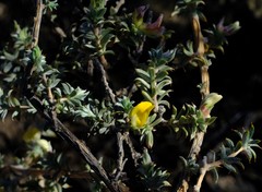 Aspalathus polycephala