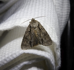 Acronicta hasta