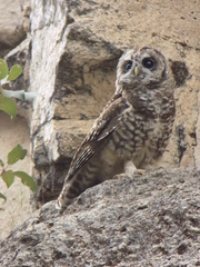 Strix occidentalis