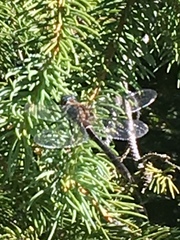 Aeshna palmata