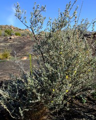 Aspalathus polycephala