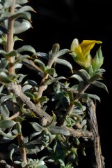 Aspalathus polycephala