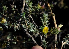 Aspalathus polycephala
